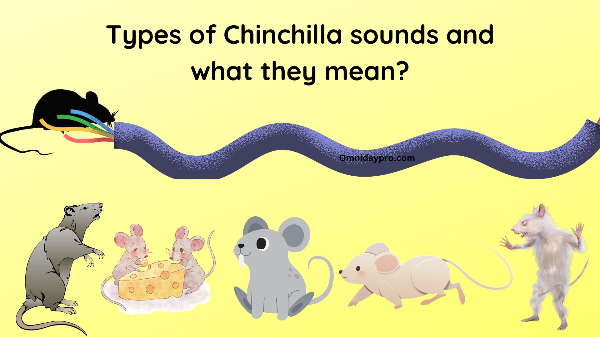 Types of Chinchilla sounds and what they mean?